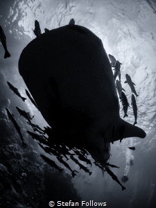"Put a glide in your stride and a dip in your hip, And co... by Stefan Follows 